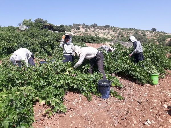 غوره از باغات دیم ممسنی به بازار آمد