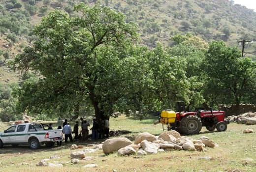 بلوط های زاگرس زنده هستند