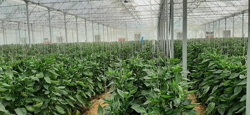 افتتاح اولین واحد روستا گلخانه در خرامه
