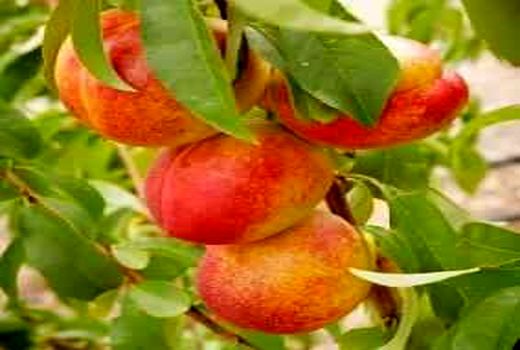 افزایش 130 درصدی تولید شلیل در باغات آذربایجان غربی