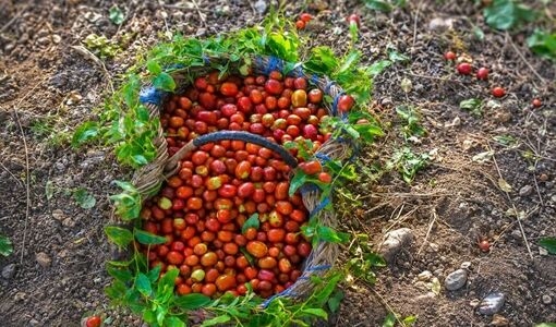 عناب کوه‌ چنار در مسیر بازار؛ پیش‌بینی برداشت ۱۰ تن محصول
