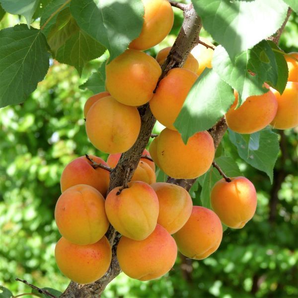 برداشت بیش از ۲۷هزار تن زرد آلو از باغات آذربایجان غربی 
