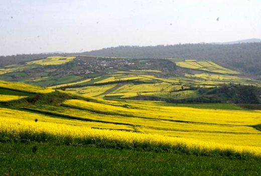 افزایش 50 درصدی کشت کلزا در جویبار/کشت محصول در 1800 هکتار