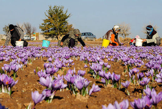 دلایل کاهش ۷۰ درصدی تولید زعفران