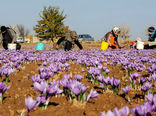 دلایل کاهش ۷۰ درصدی تولید زعفران