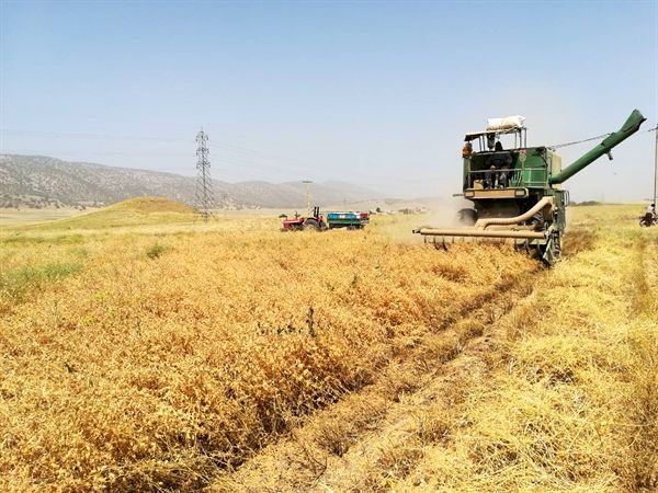 آغاز برداشت کشت نخود پاییزه در استان ایلام
