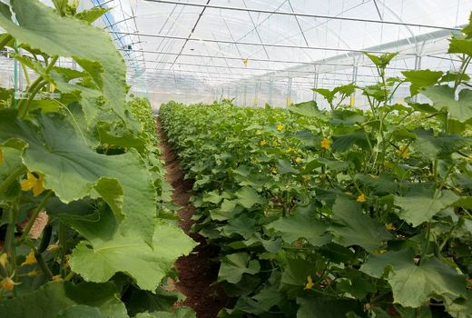 اجرای پروژه مدیریت تلفیقی کنترل عوامل خسارتزای محصولات سبزی و صیفی در عجب شیر