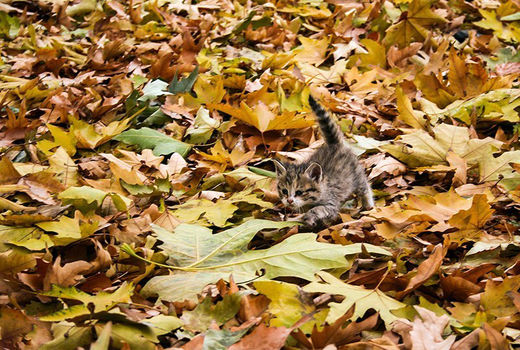 طبیعت پاییزی خراسان‌شمالی