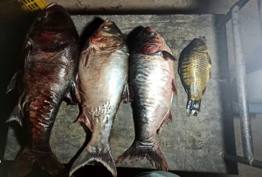 برگزاری کارگاه آموزشی آشنایی با طبخ آبزیان در شهرستان مهدیشهر