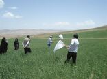 مدیریت جامع کنترل آفت سن گندم و تولید گندم پاک