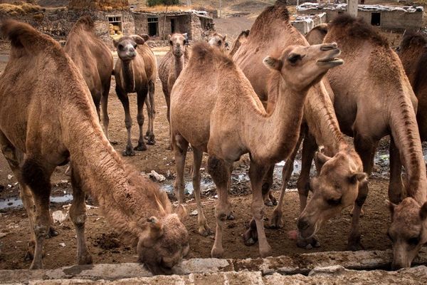 پرورش 385 نفر شتر در آذربایجان غربی