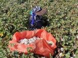 پایان برداشت طلای سفید در شهرستان زرین دشت