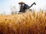 خرید تضمینی گندم به ۱۱ میلیون تن رسید/ برداشت در اقلیم‌های سرد ادامه داد