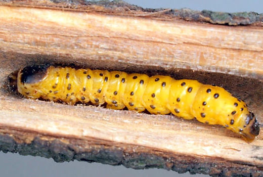 اجرای موفقیت‌آمیز طرح پایلوت مبارزه با کرم خراط منطقه بیدخوان