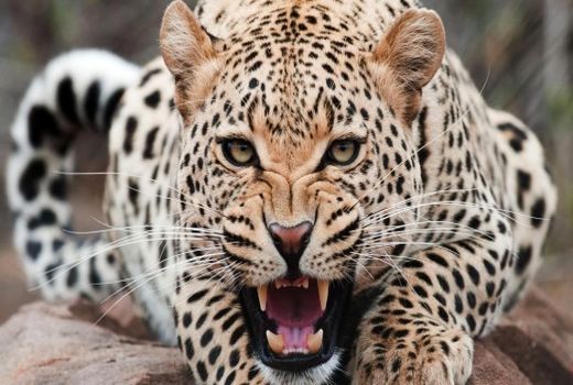 خسارت حمله ‌پلنگ به یکی از اهالی گرگانی پرداخت شد