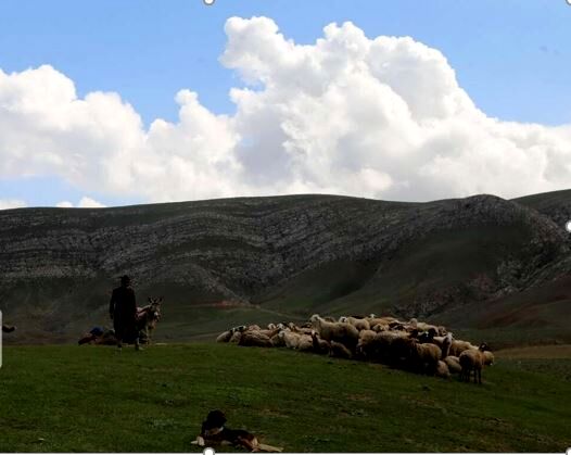 ممیزی ۱۷۰۰ هکتار از مراتع عشایری شیروان