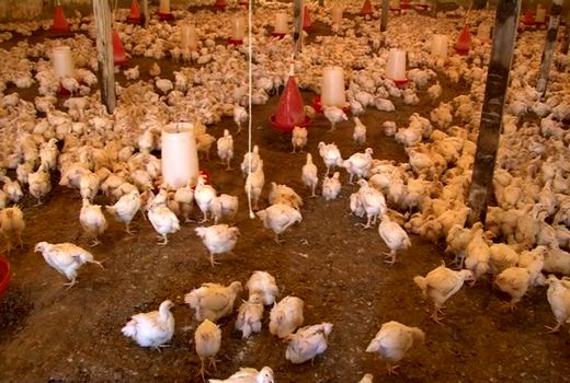 افتتاح نخستین واحد تولید مرغ گوشتی خمینی شهر