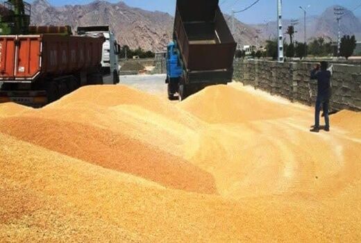 خرید تضمینی گندم در چهارمحال و بختیاری به 34 هزار تُن رسید