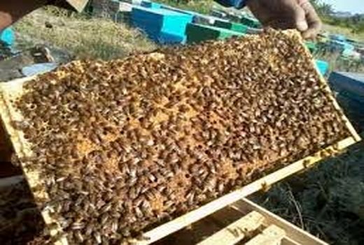 برداشت بیش از 50 تن عسل در سیستان و بلوچستان