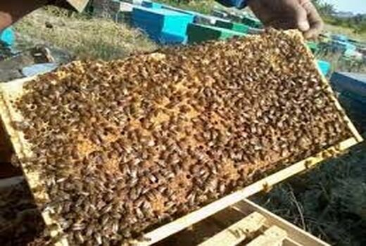 رشد تولید عسل در قائم شهر