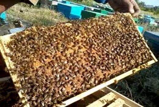 برداشت بیش از 50 تن عسل در سیستان و بلوچستان