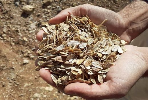 یک هزار هکتار زمین در سمیرم به کشت گیاهان دارویی اختصاص یافت