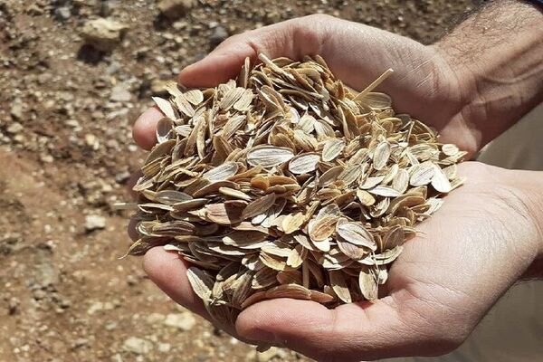 یک هزار هکتار زمین در سمیرم به کشت گیاهان دارویی اختصاص یافت