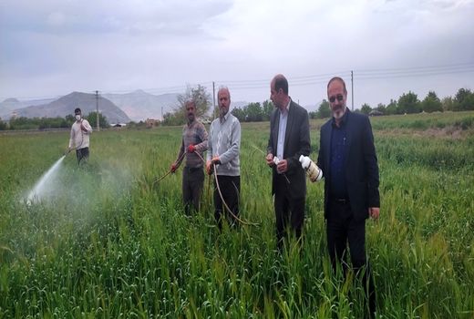 کشاورزان مبارزه با علف‌های هرز در مزارع گندم  و جو را جدی بگیرند