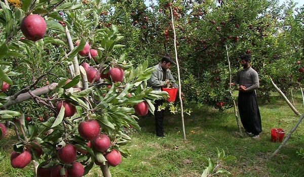 برداشت ۲۷۰ هزارتن سیب از باغهای شهرستان مراغه