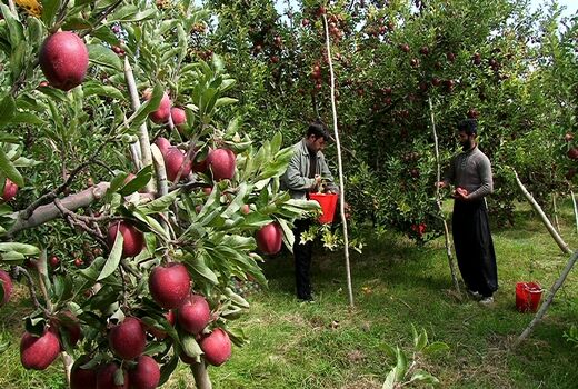 برداشت  ۲۷۰ هزارتن سیب از باغ‌های شهرستان مراغه