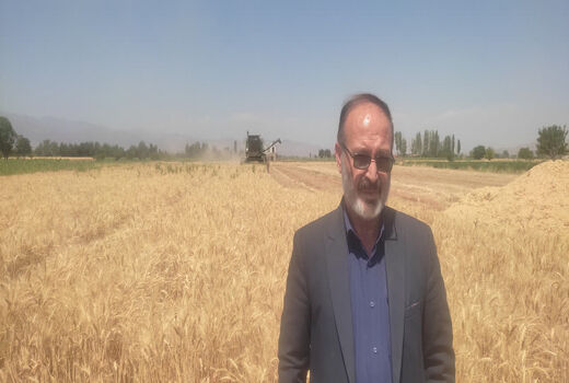 آغاز عملیات برداشت و خرید تضمینی گندم در شهرستان ویژه مرند؛ بسیج ناوگان برداشت برای تضمین امنیت غذایی