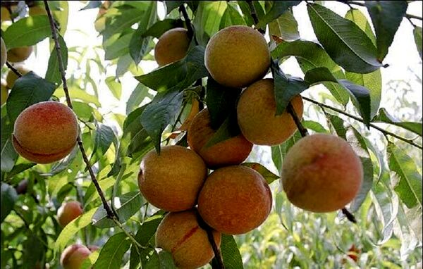 برداشت هلو و شلیل در ابرکوه ۲۰ درصد کاهش یافت