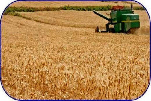 خرید تضمینی 6900 تن گندم از کشاورزان میاندورودی/تولید 12 هزار تنی محصول