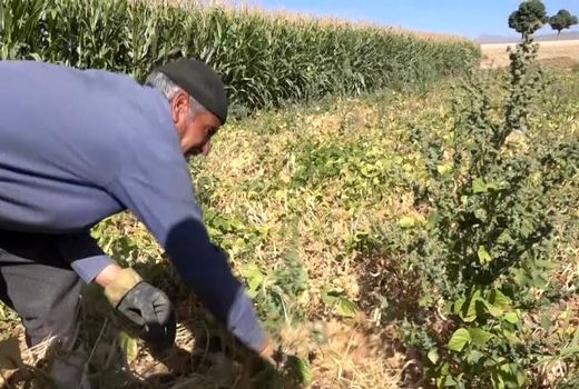 افزایش متوسط عملکردکشت لوبیا در فریدن