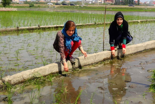رشد کودک شهرنشین در گرو گردشگری کشاورزی