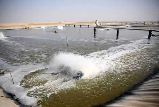 استان بوشهر قطب اول تولید میگوی پرورشی و جلبک کشور