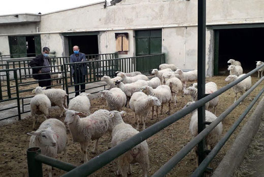  بهره برداری از مجتمع پرورش گوسفند مولد دانشگاه آزاد مراغه