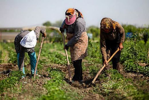  حمایت از تولیدکننده رسالت تعاون روستایی است