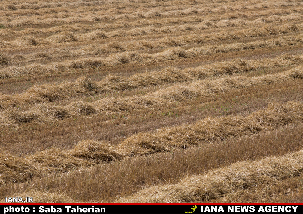 برداشت مکانیزه گندم