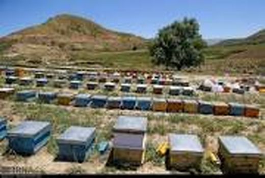 اشتغال‌زایی ۱۰۰۰ نفری توسط زنبورداران استان سمنان؛ تولید عسل در استان سمنان از مرز ۴۰ تن گذشت