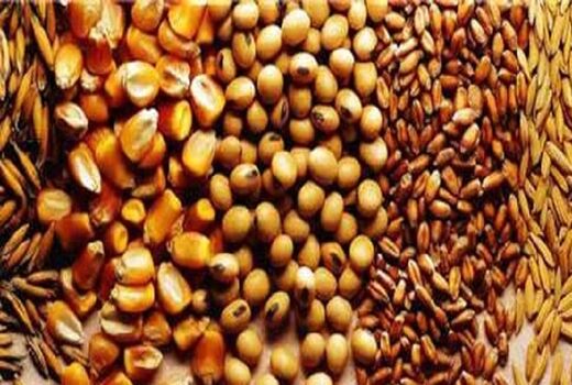 دنیای غلات با چه اندوخته ای به استقبال 2025 می رود؟