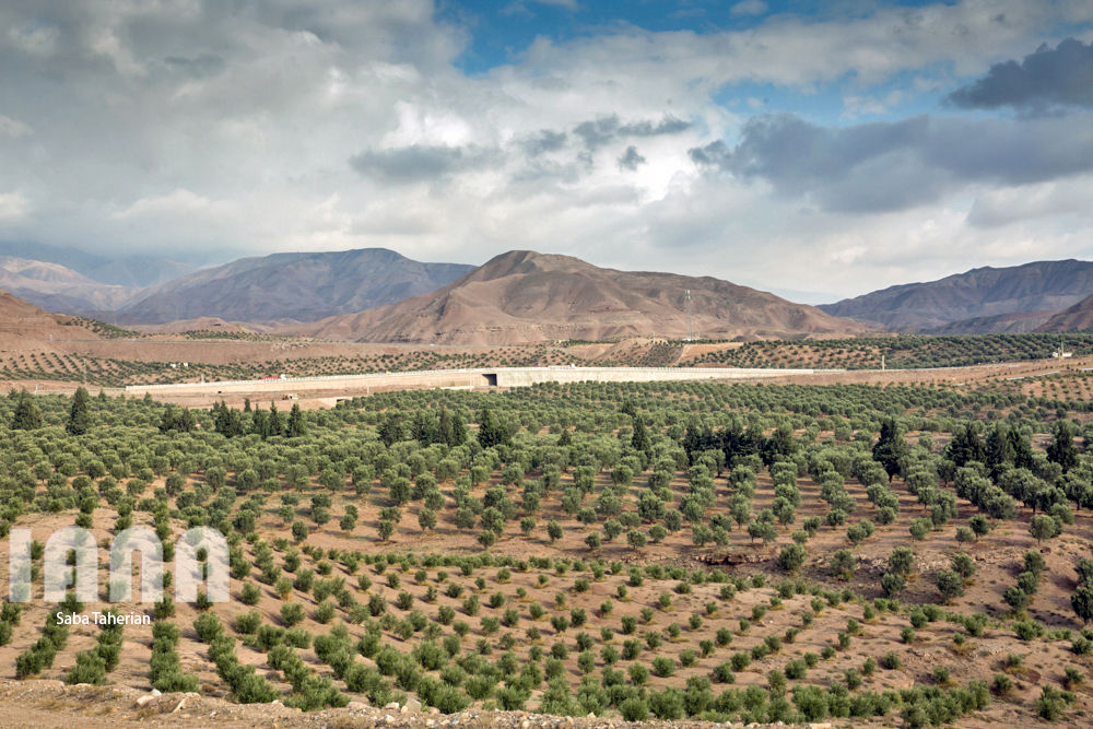  باغ بزرگ زیتون‌کشور در منجیل