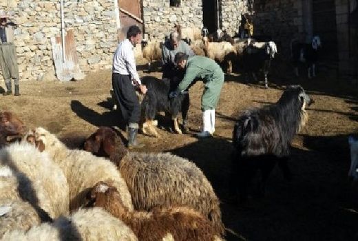 مایه کوبی بالغ بر یک میلیون راس دام سبک و سنگین علیه بیماری تب مالت در آذربایجان غربی