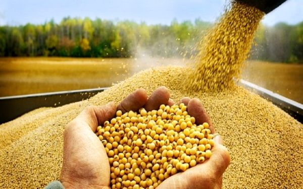 آرژانتین، برزیل و آمریکا پرچمداران صادرات کنجاله سویا در جهان 