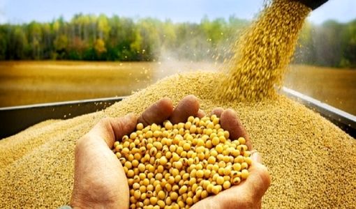 آرژانتین، برزیل و آمریکا پرچمداران صادرات کنجاله سویا در جهان 
