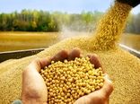 آرژانتین، برزیل و آمریکا پرچمداران صادرات کنجاله سویا در جهان 