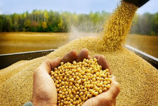 آرژانتین، برزیل و آمریکا پرچمداران صادرات کنجاله سویا در جهان 