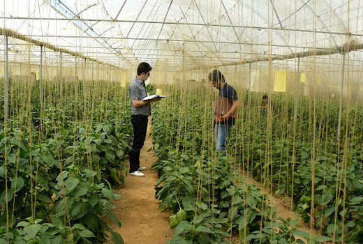 تحقق ۹۴ درصدی اشتغال در بخش کشاورزی استان قزوین