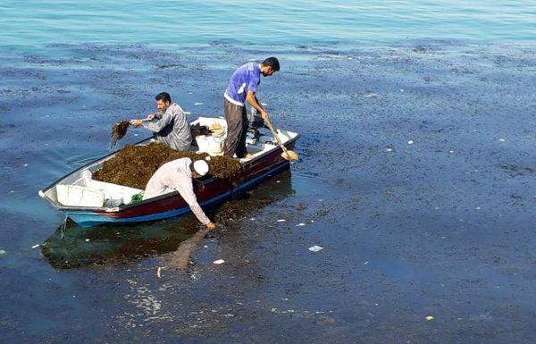 صرفه‌جویی ارزی با تولید داخلی اسید آلژنیک