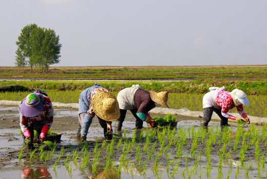 زنان کشاورز، گمنام و بی‌خبر از حقوق خود